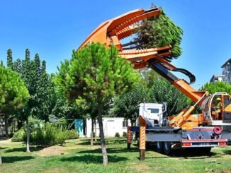 Buca Metrosu Güzergahındaki Ağaçlar Taşınarak Koruma Altına Alınıyor - Merhaba İzmir