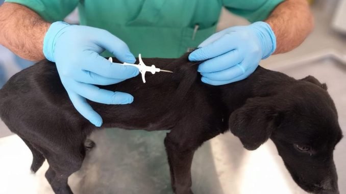 İzmir’de 32 Bin Sokak Köpeğine Mikroçip Takıldı