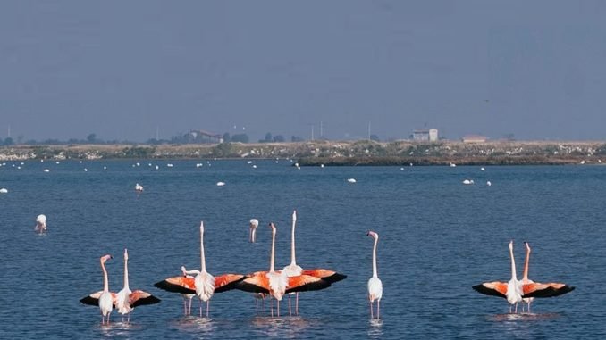 Gediz Deltası’nda Kuş Gözlem Yürüyüşü Düzenleniyor