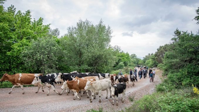 Bergama’da Yayla Yolculuğu Başladı