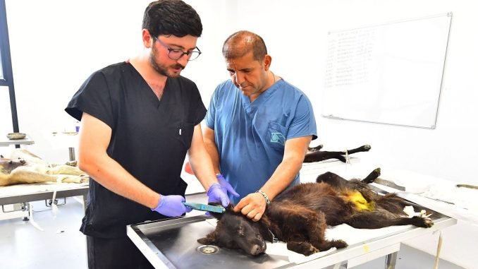 İzmir’de Bir Yılda 25 Bin Kedi ve Köpek Kısırlaştırıldı