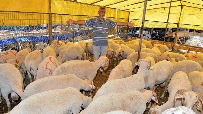 İzmir’de Kurban Kesim Yerleri ve Kesim Ücretleri Belirlendi