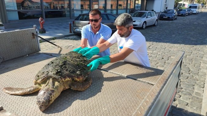 Körfez’de Yaralı Bulunan ’Caretta Caretta’ Pako’da Tedavi Altına Alındı
