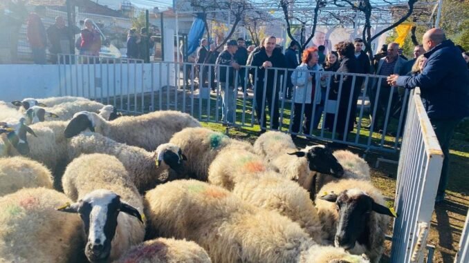 İzmir'de 5 Yılda 10 Binin Üzerinde Küçükbaş Hayvan Dağıtıldı