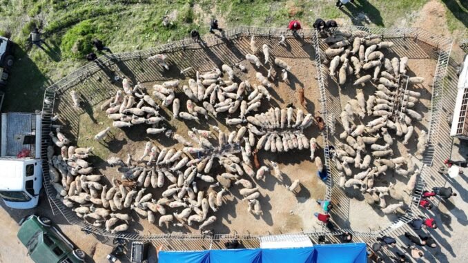 İzmir'de Süt Fiyatları Uçtu