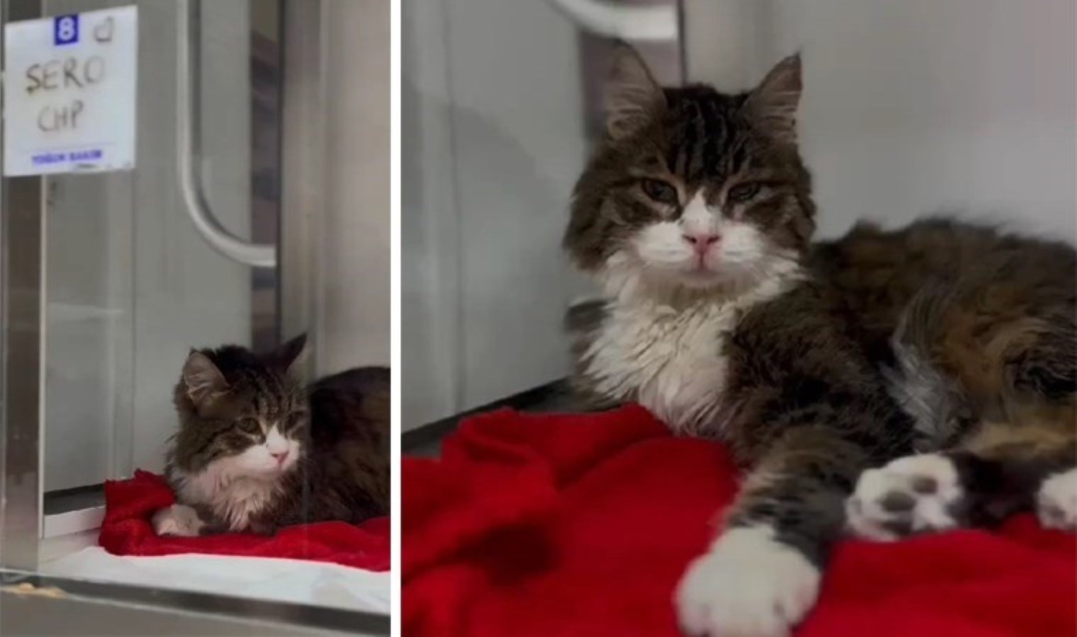 chp-genel-merkezi-maskotu-seronun-saglik-durumu-iyilesiyor-EtPmCyKu.jpg chp-genel-merkezi-maskotu-seronun-saglik-durumu-iyilesiyor-EtPmCyKu.jpg