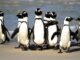 Dünya Penguenler Günü ve Penguen Davranışları - Merhaba İzmir