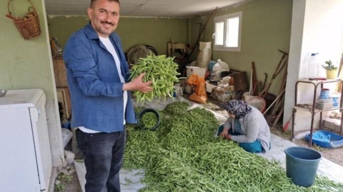 hasat-zamani-geldi-hatayda-fasulye-hasadi-basladi-DJ5LMBST.jpg