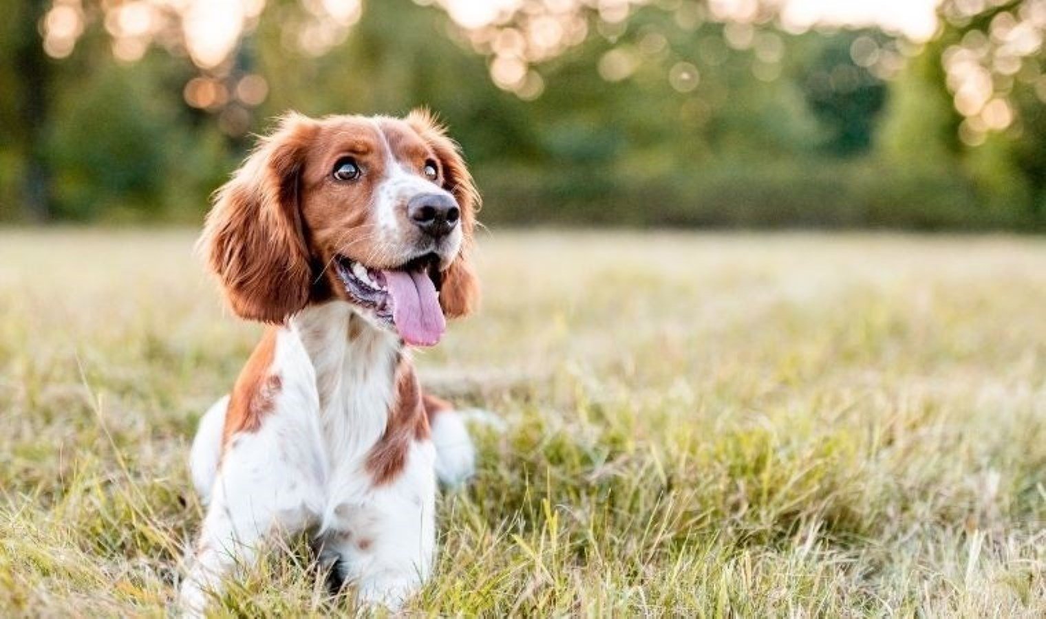 kopeklerin-travmayi-insan-nefesiyle-tespit-etme-yetenegi-GnJnvzRp.jpg kopeklerin-travmayi-insan-nefesiyle-tespit-etme-yetenegi-GnJnvzRp.jpg