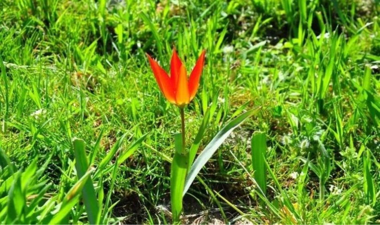 spil-dagi-milli-parkinda-baharin-mujdecisi-manisa-laleleri-S45OMER3.jpg spil-dagi-milli-parkinda-baharin-mujdecisi-manisa-laleleri-S45OMER3.jpg