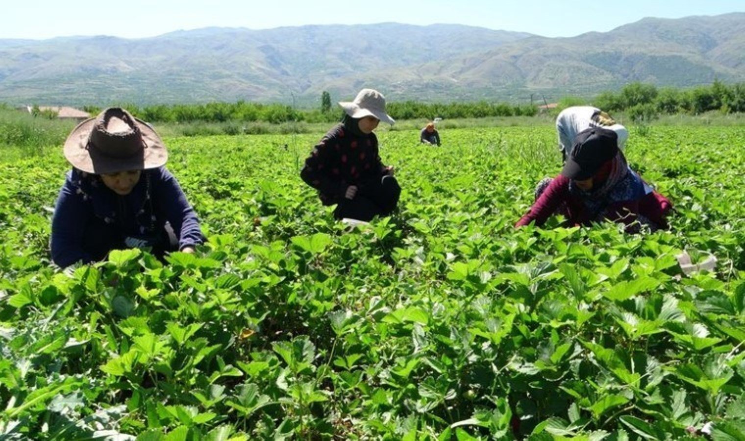 3k-kale-kadin-girisimi-uretim-ve-isletme-kooperatifinden-lezzet-dolu-cilek-hasadi-PiFhstEw.jpg