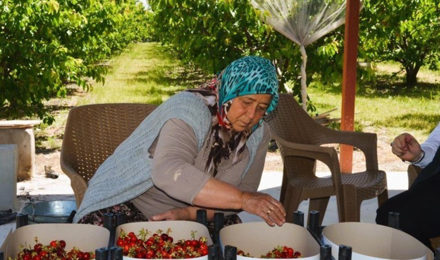 denizli-honaz-ilcesinde-kiraz-hasadi-basladi-5e1s1iey.jpg