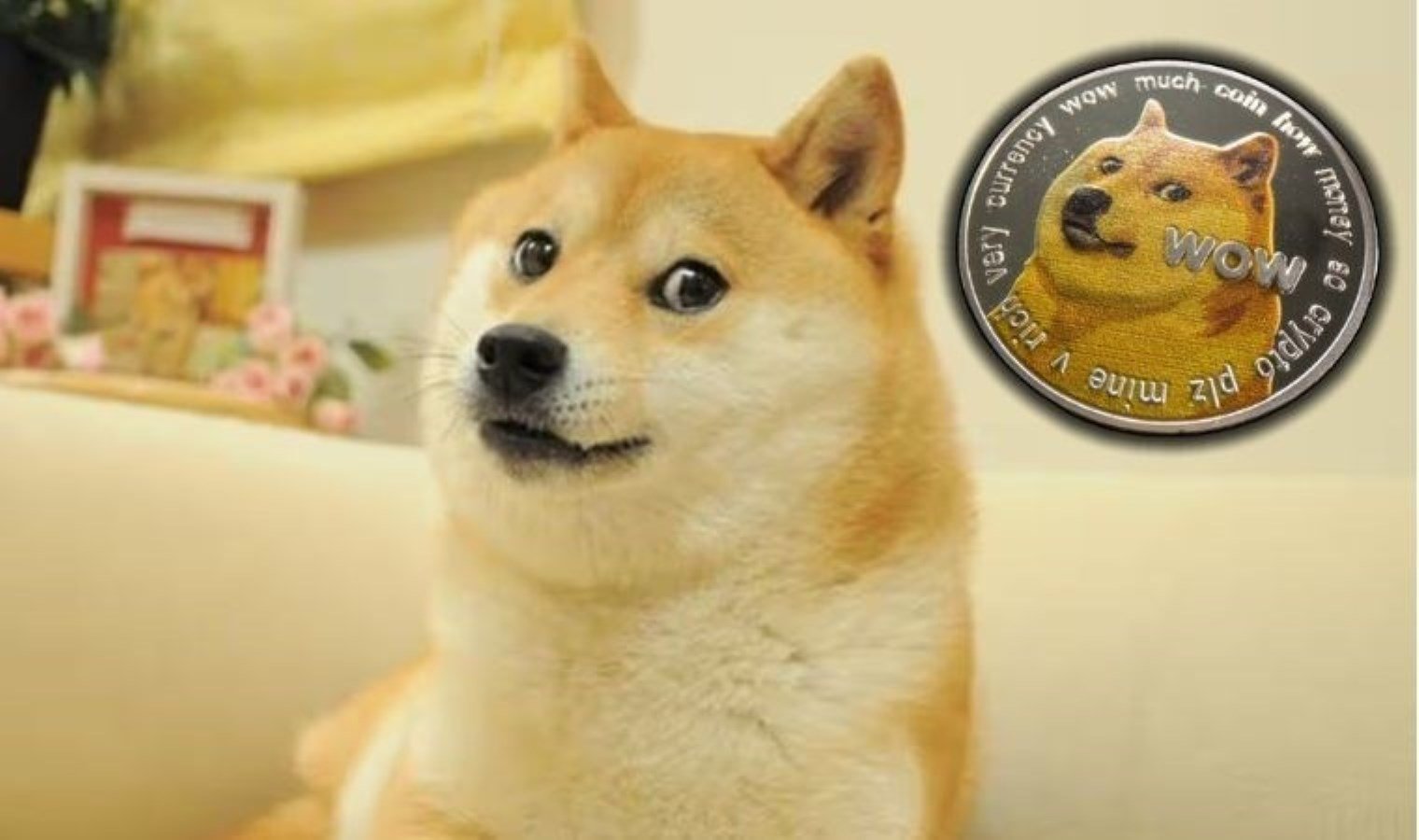 dunyaca-unlu-doge-meme-kopegi-kabosunu-kaybettik-9O9aBrKh.jpg