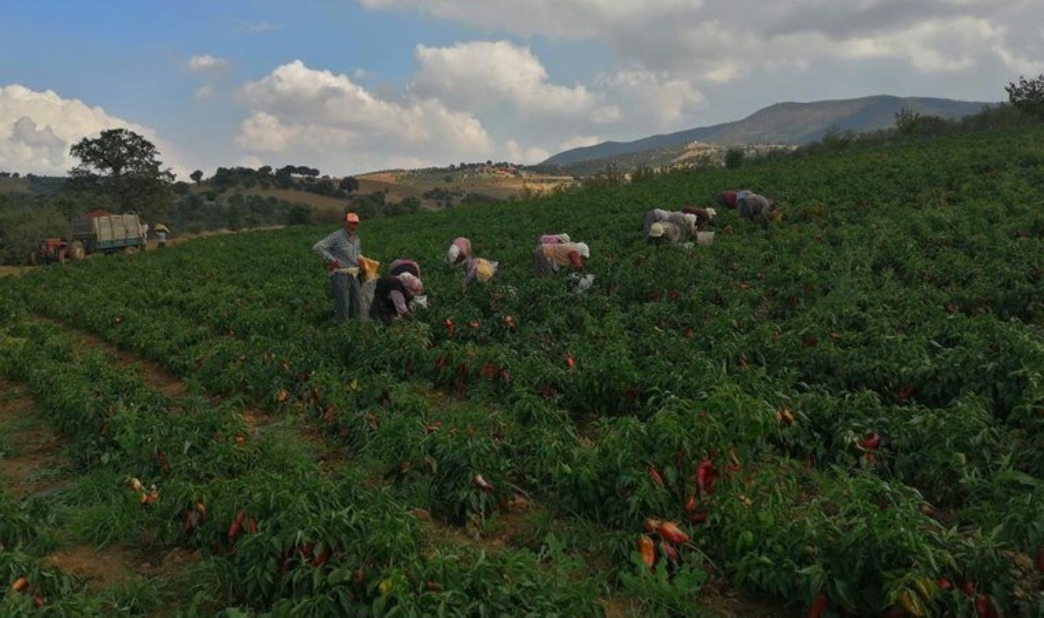 erzincanli-ureticilerin-desen-cesitliligi-ile-pazar-payini-artirmasi-vAC1v9ls.jpg erzincanli-ureticilerin-desen-cesitliligi-ile-pazar-payini-artirmasi-vAC1v9ls.jpg