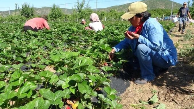 gulten-celik-genc-ciftci-projesi-ile-cilek-uretiminde-basari-hikayesi-vIFgyHQd.jpg