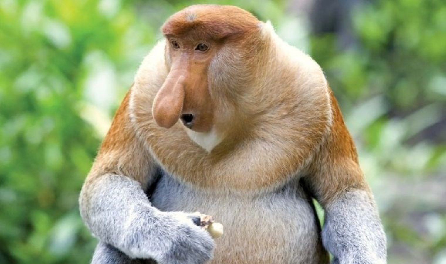 hortumlu-maymunlarin-ciftlesme-davranisi-ve-evrimsel-adaptasyonu-EChujwFk.jpeg