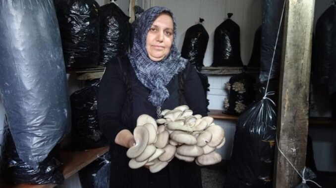 istiridye-mantari-yetistiriciligine-baslayan-hatice-cetin-veypjaGz.jpg