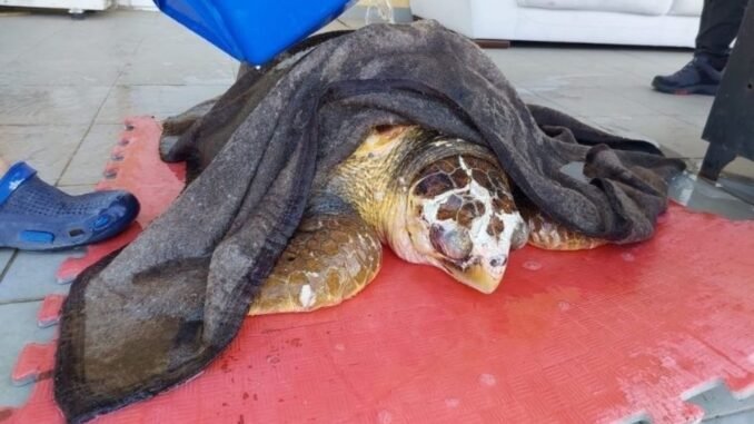 izmir-guzelbahce-sahilinde-caretta-caretta-kurtarildi-jefZTgTX.jpg