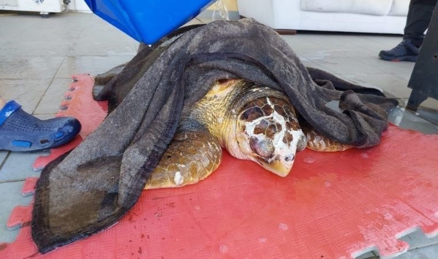 izmir-guzelbahce-sahilinde-caretta-caretta-kurtarildi-jefZTgTX.jpg