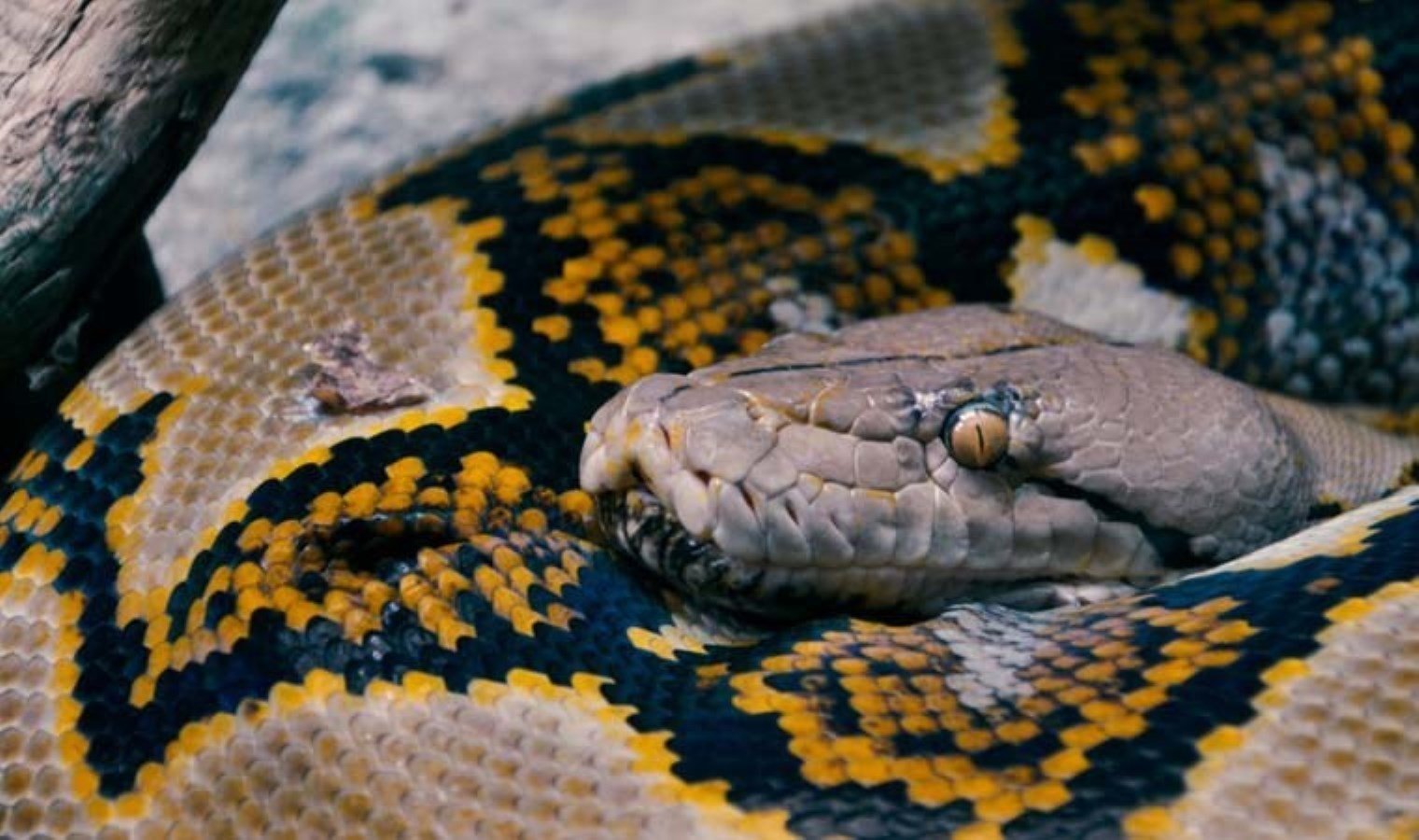 kraliyet-pitonu-afrikanin-gizemli-yilani-KkiGM7Hp.jpg kraliyet-pitonu-afrikanin-gizemli-yilani-KkiGM7Hp.jpg