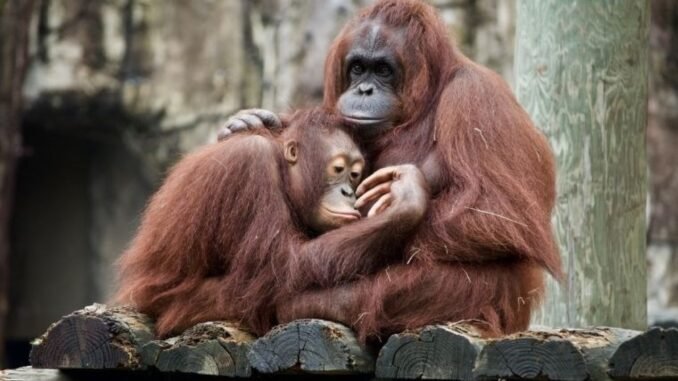 orangutan-rakusun-sifali-bitki-kullanimi-Yqubxjy3.jpeg