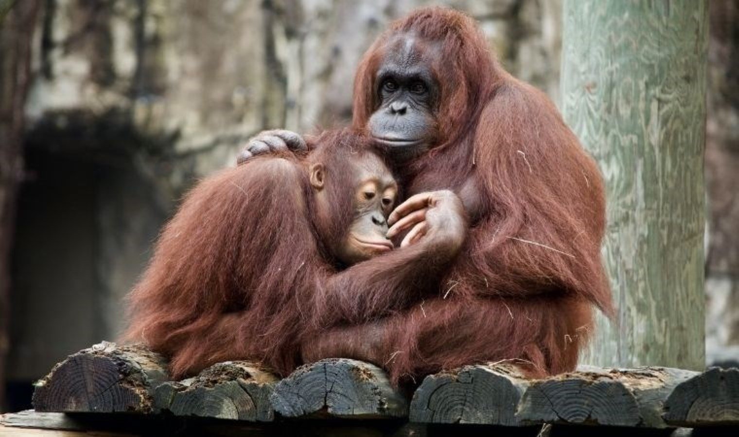 orangutan-rakusun-sifali-bitki-kullanimi-Yqubxjy3.jpeg