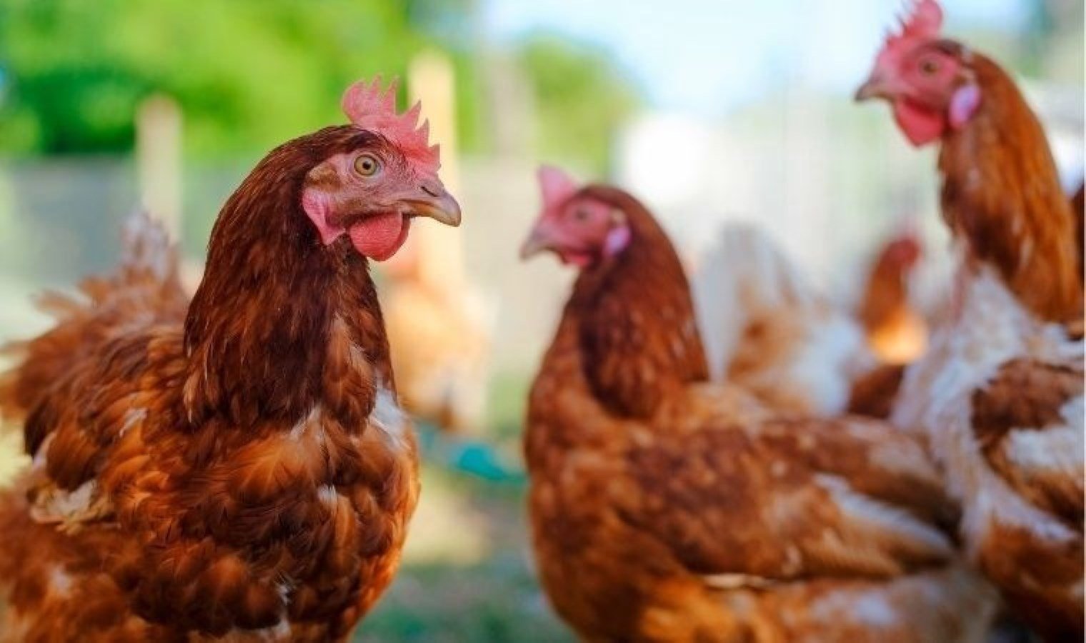 tavuk-yagi-ile-yenilikci-yaklasim-superkapasitor-elektrotlari-icin-yeni-bir-yontem-Q1PWMJyB.jpeg tavuk-yagi-ile-yenilikci-yaklasim-superkapasitor-elektrotlari-icin-yeni-bir-yontem-Q1PWMJyB.jpeg