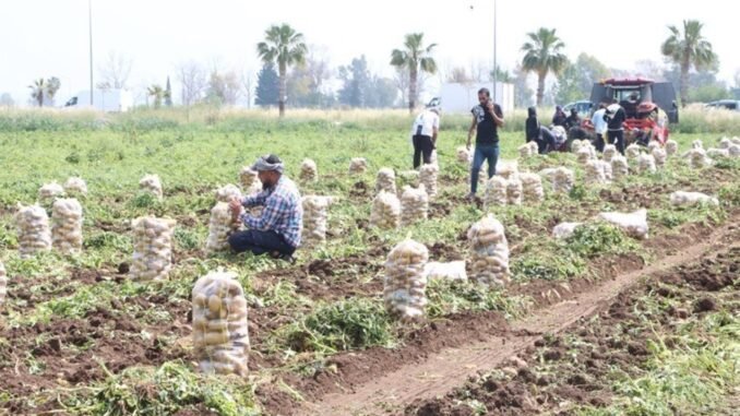 turkiyenin-ilk-turfanda-patates-hasadi-6aWT2TWt.jpg