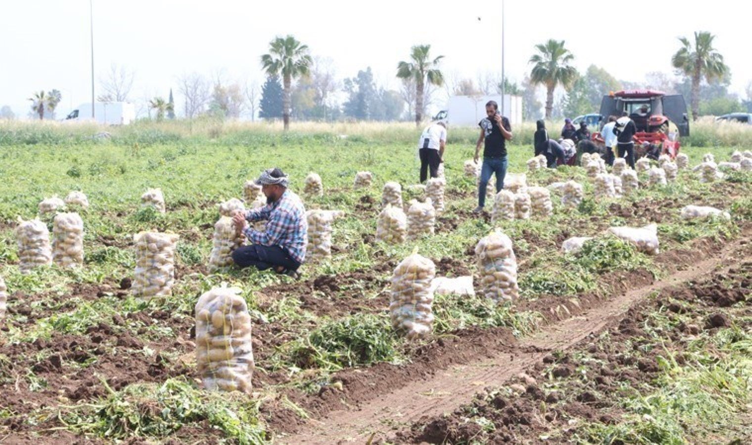 turkiyenin-ilk-turfanda-patates-hasadi-6aWT2TWt.jpg