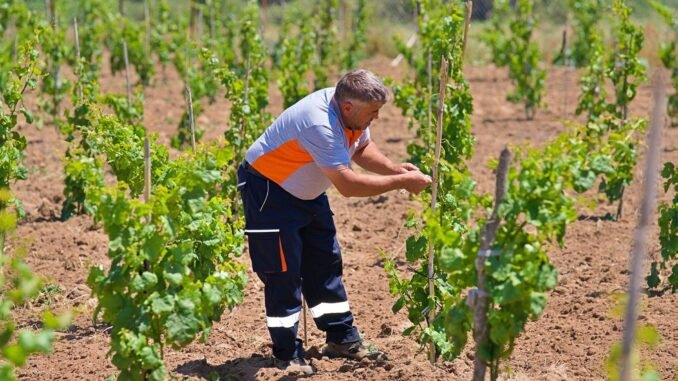 Bergama'nın Kozak Üzümleri İçin Canlandırma Projesi Başlatıldı