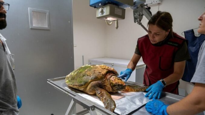 Körfez Temizliği Sırasında Yaralı Caretta Caretta Kurtarıldı