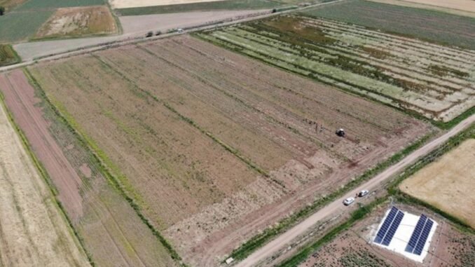 aksaray-sarimsagi-yurt-disina-ilac-sanayisine-gidiyor-e39B35FF.jpg