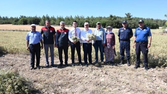 denizli-kekik-hasadi-ve-uretiminde-son-durum-3f6ui9fE.jpg