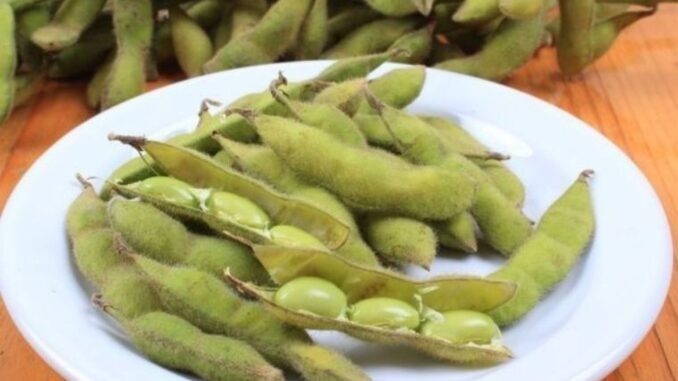 edamame-yemyesil-bir-protein-deposu-VSGdlYZw.jpg