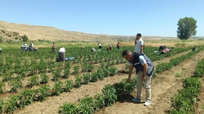 elazigda-patlican-ve-biber-hasadi-coskusu-8gZ33p8E.jpg