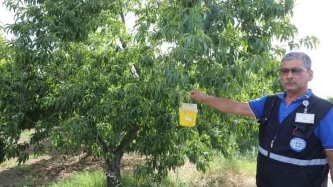 mugla-buyuksehir-belediyesi-narenciye-ureticilerine-destek-veriyor-Wy7UeDpt.jpg