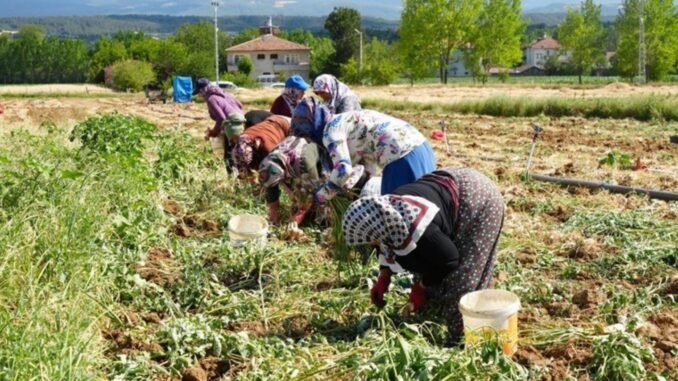 taskopru-sarimsagi-hasadi-basladi-6fZHnUVe.jpg