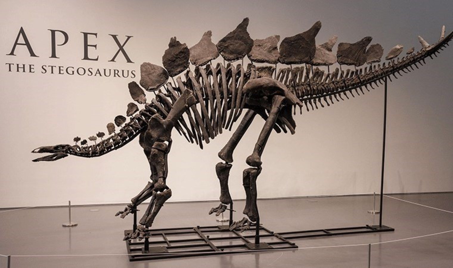 apex-fosili-essiz-bir-stegosaurus-kesfi-ZCH234Ha.jpg apex-fosili-essiz-bir-stegosaurus-kesfi-ZCH234Ha.jpg