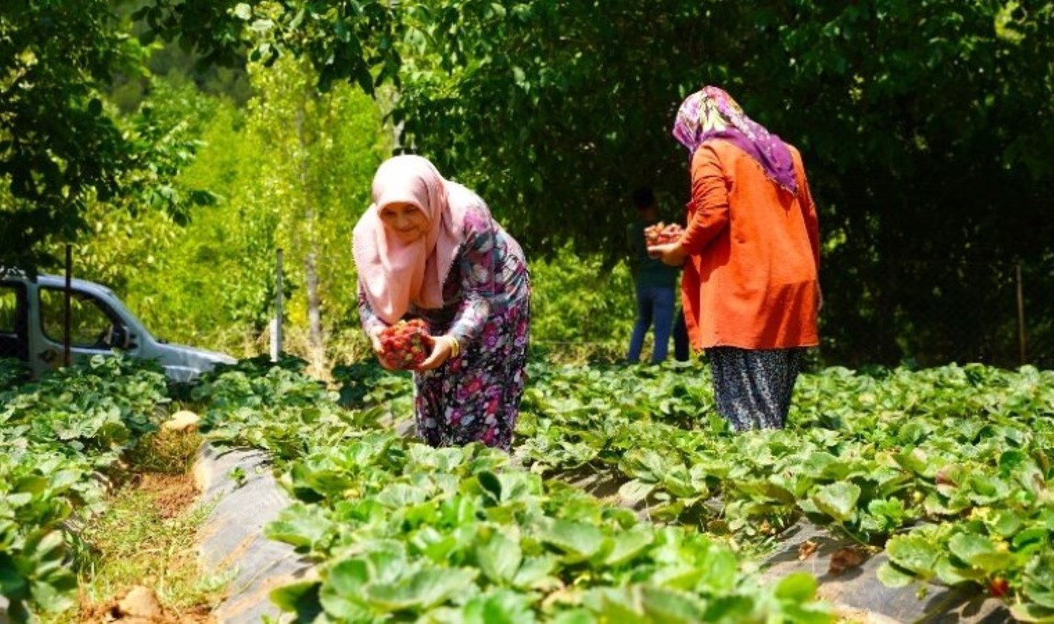 guneydogu-anadolu-projesi-gap-ile-kadinlarin-tarimsal-uretime-katkisi-rXkTN5VI.jpg