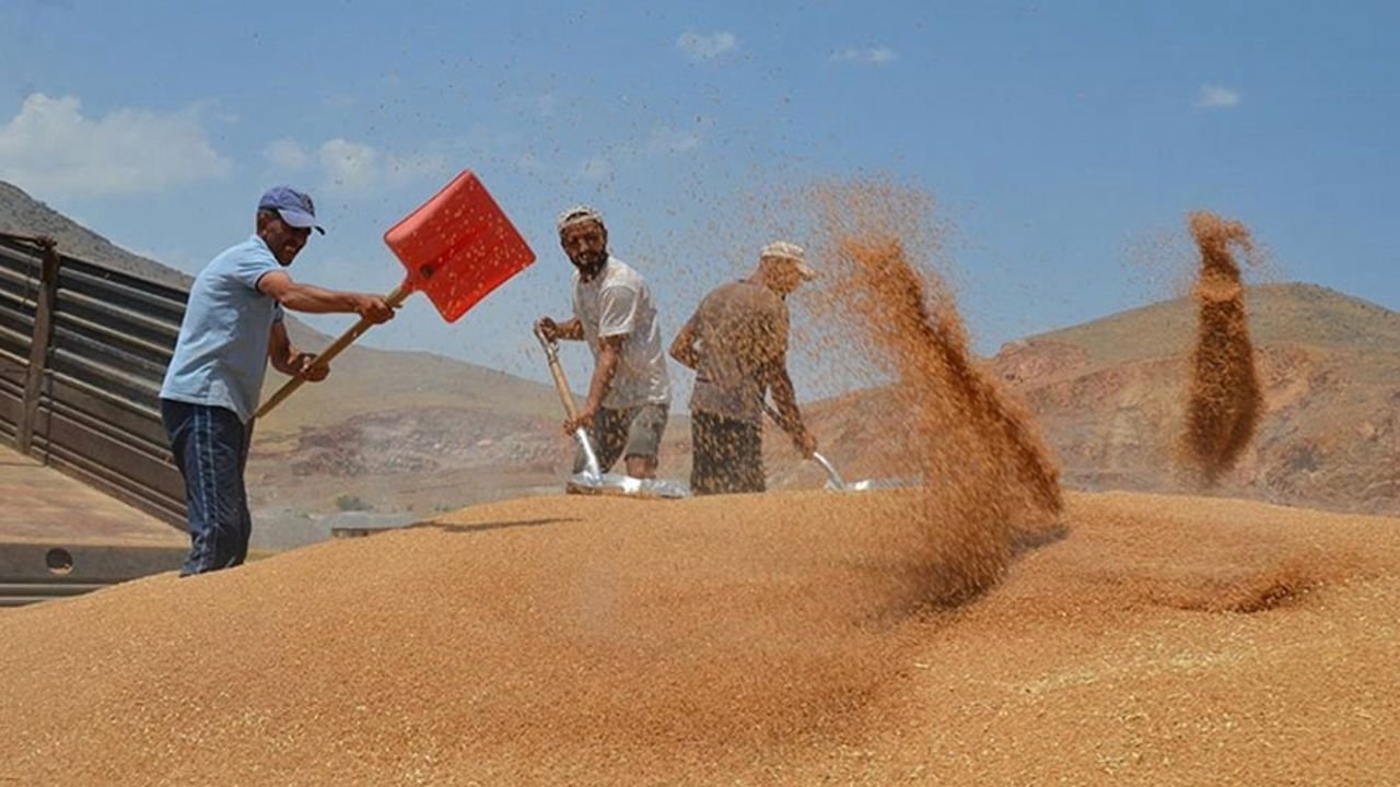 musta-bugday-hasadi-ve-tmo-alimlari-utkpjPtE.jpg musta-bugday-hasadi-ve-tmo-alimlari-utkpjPtE.jpg