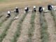 Tıbbi ve Aromatik Bitki Yetiştiriciliği Projesi (TABİP) ile Kırsal Kalkınma - Merhaba İzmir