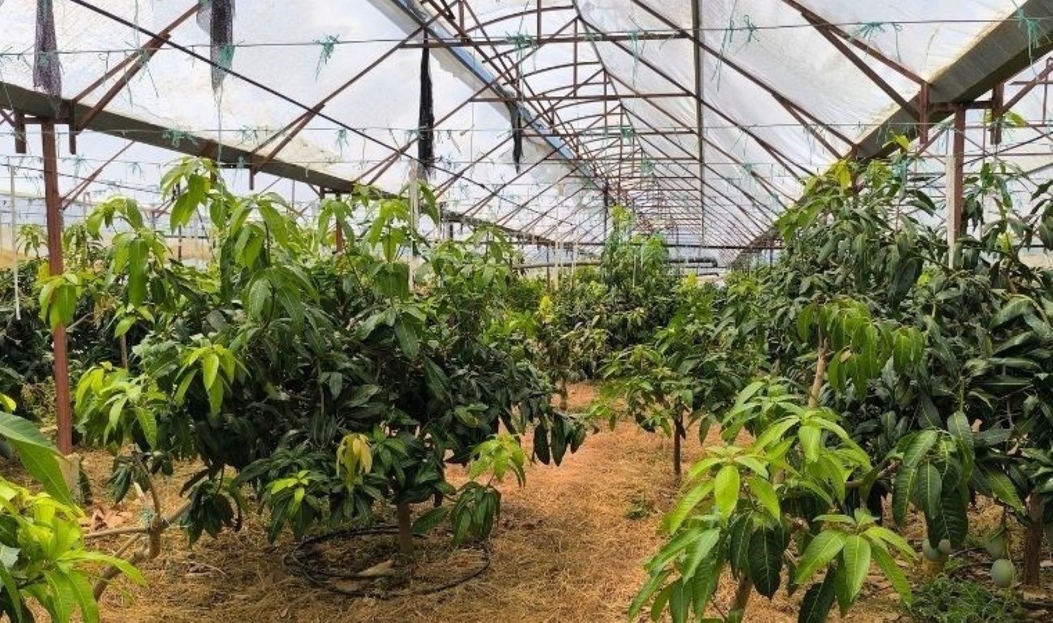 alanyada-mango-uretimi-ve-tuketici-uyarilari-zR54UlFy.jpg alanyada-mango-uretimi-ve-tuketici-uyarilari-zR54UlFy.jpg