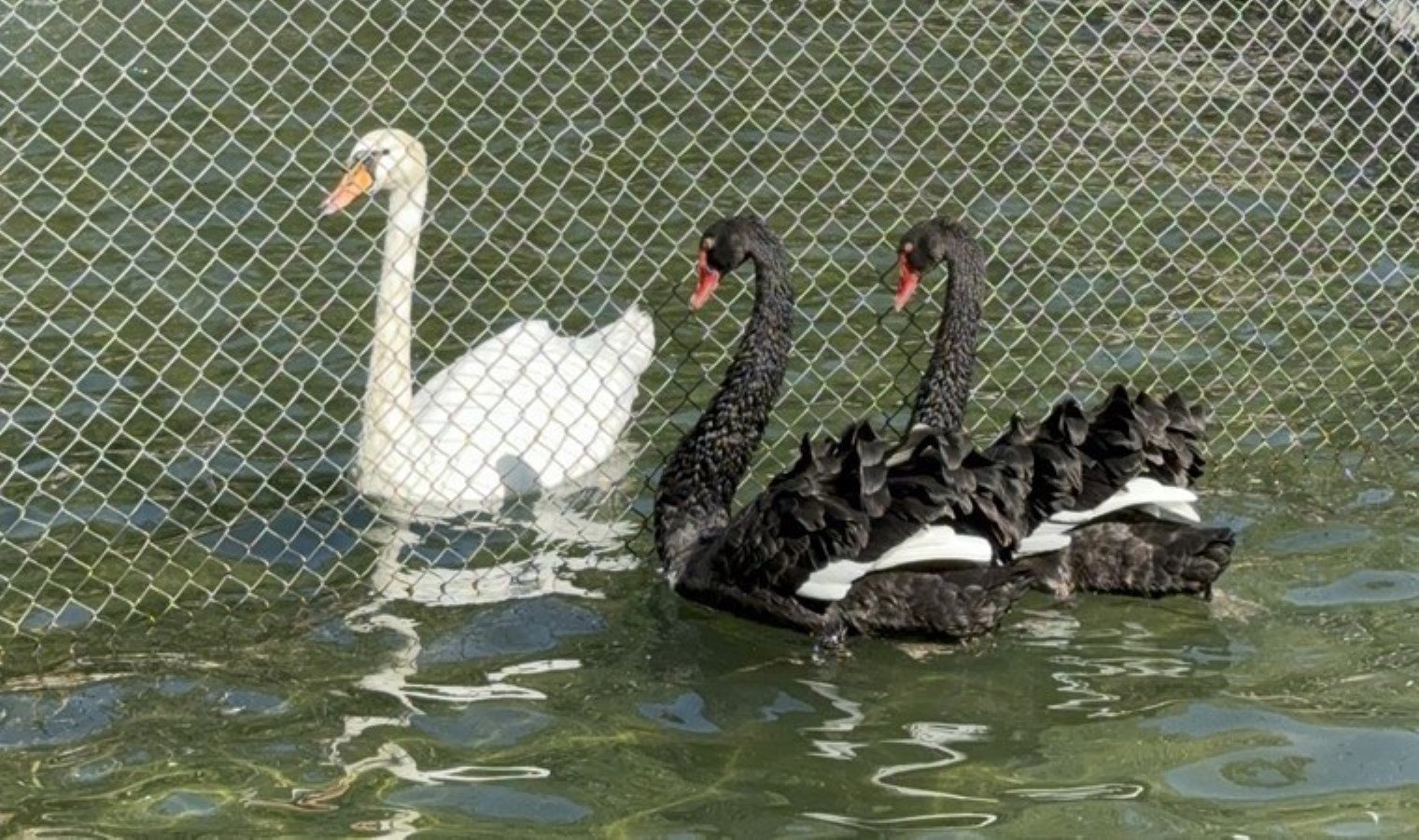 cankaya-belediyesinden-kuguluparkta-kugular-arasi-anlasmazligina-cozum-EdbXRhqL.jpg