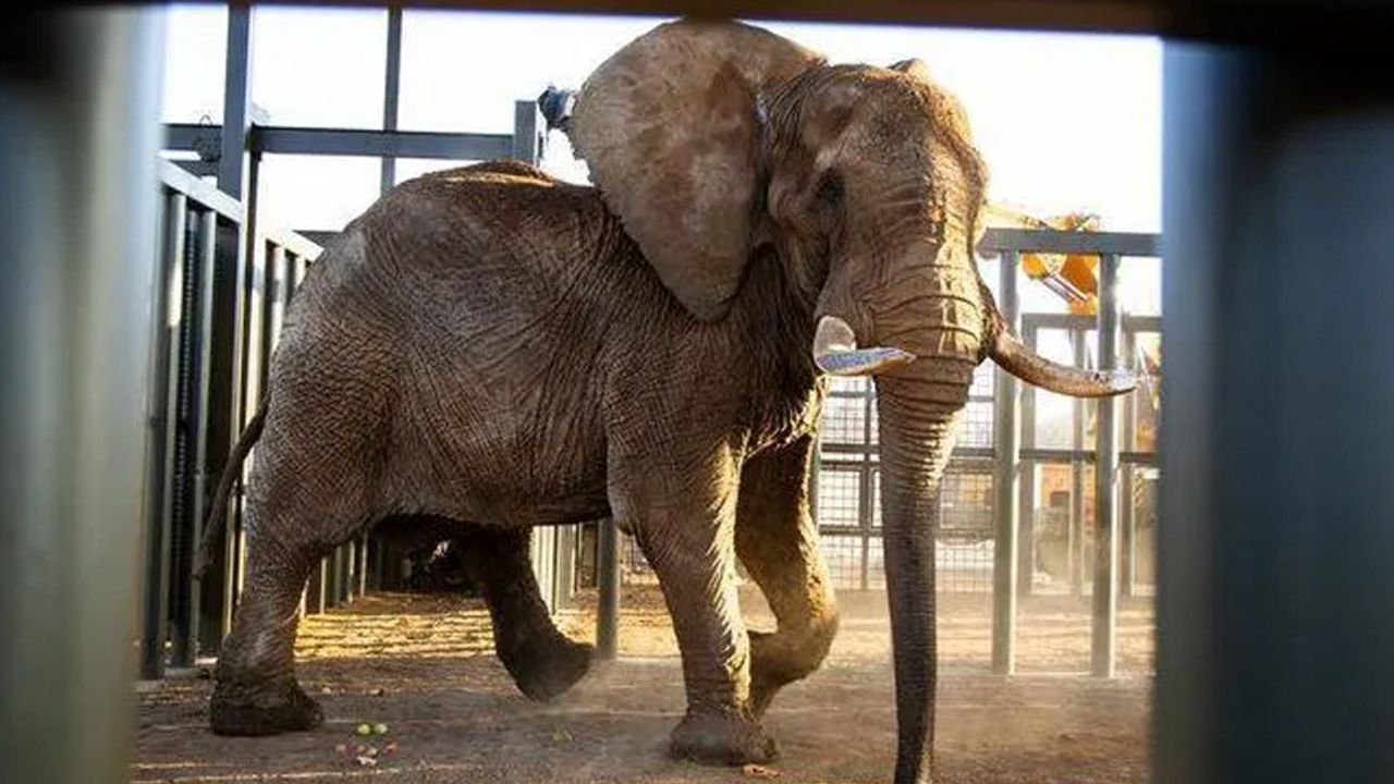 charlienin-hikayesi-ve-serbest-birakilmasi-FA1TI5wh.jpg charlienin-hikayesi-ve-serbest-birakilmasi-FA1TI5wh.jpg