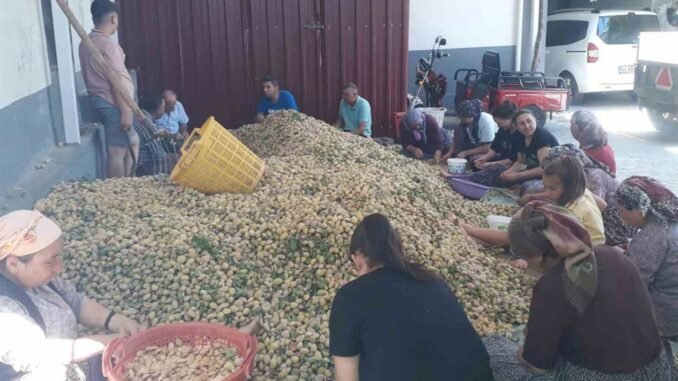 dadagli-mahallesinde-badem-hasadi-ve-uretimi-BPWgfut2.jpg