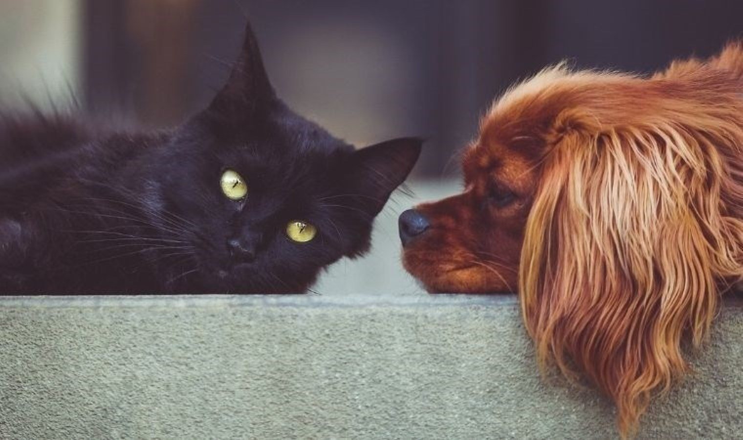 kedi-ve-kopek-sahiplerinin-kisilik-farkliliklari-9FkMJ9AS.jpg kedi-ve-kopek-sahiplerinin-kisilik-farkliliklari-9FkMJ9AS.jpg