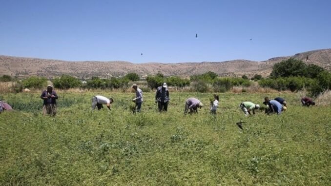 kisnis-hasadi-ureticilerin-coskulu-bekleyisi-ve-yukselen-verim-zDlQZFlc.jpg