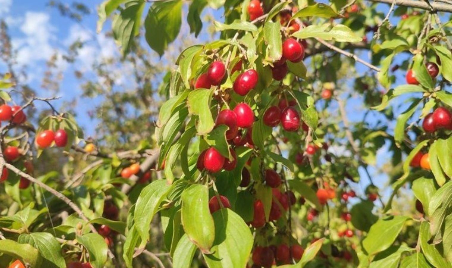 kizilcigin-sagliga-faydalari-ve-onemi-F3CT6lsh.jpg