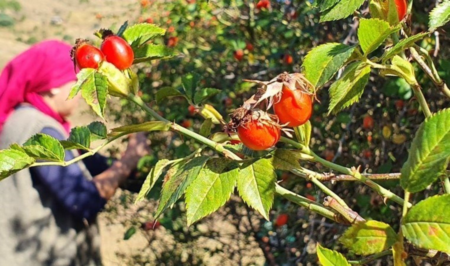 kusburnu-meyvesi-doganin-c-vitamini-deposu-ve-ekonomik-degeri-FXKT4yTQ.jpg