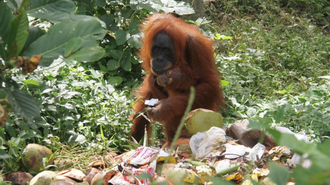 malezyanin-palmiye-yagi-politikalari-ve-orangutan-koruma-stratejileri-RThJXHTH.png
